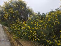 Sizilien grüßt mit üppiger Vegitation