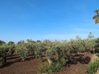 immer wieder Olivenbäume