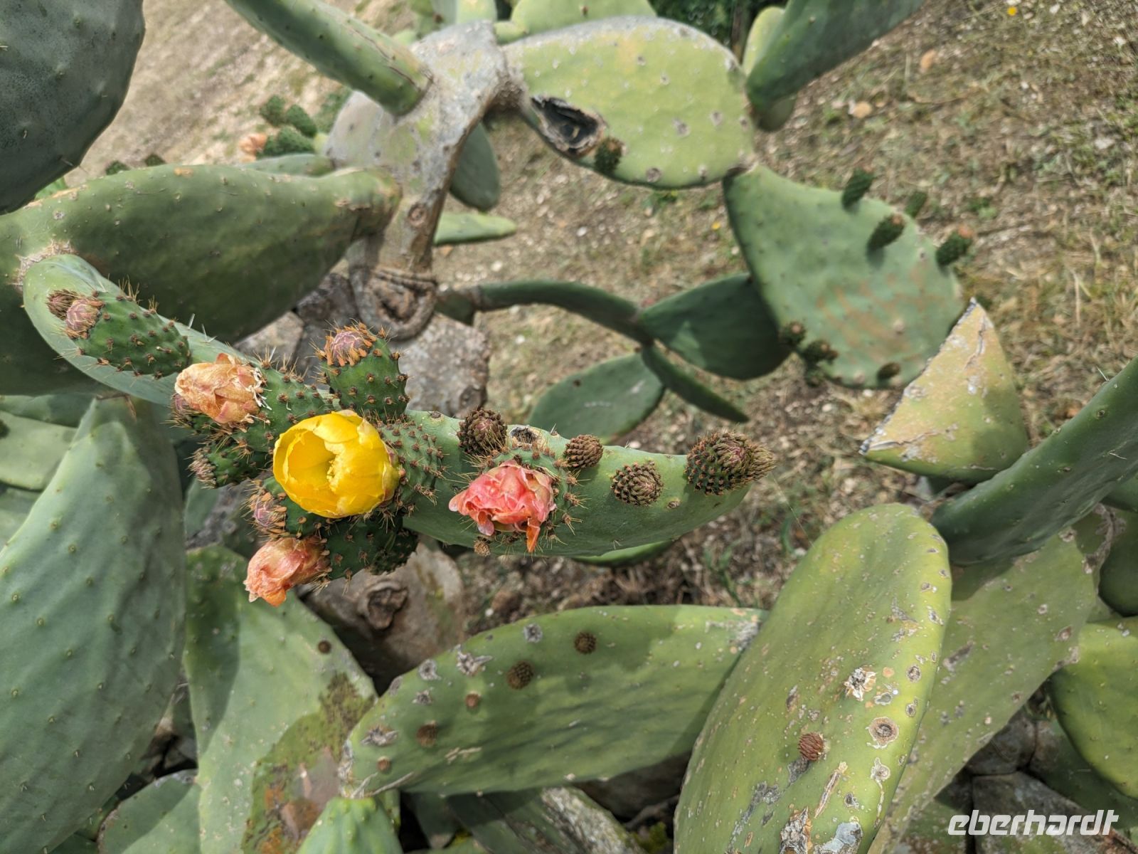Immer wieder blühende Kakteen