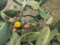 Immer wieder blühende Kakteen