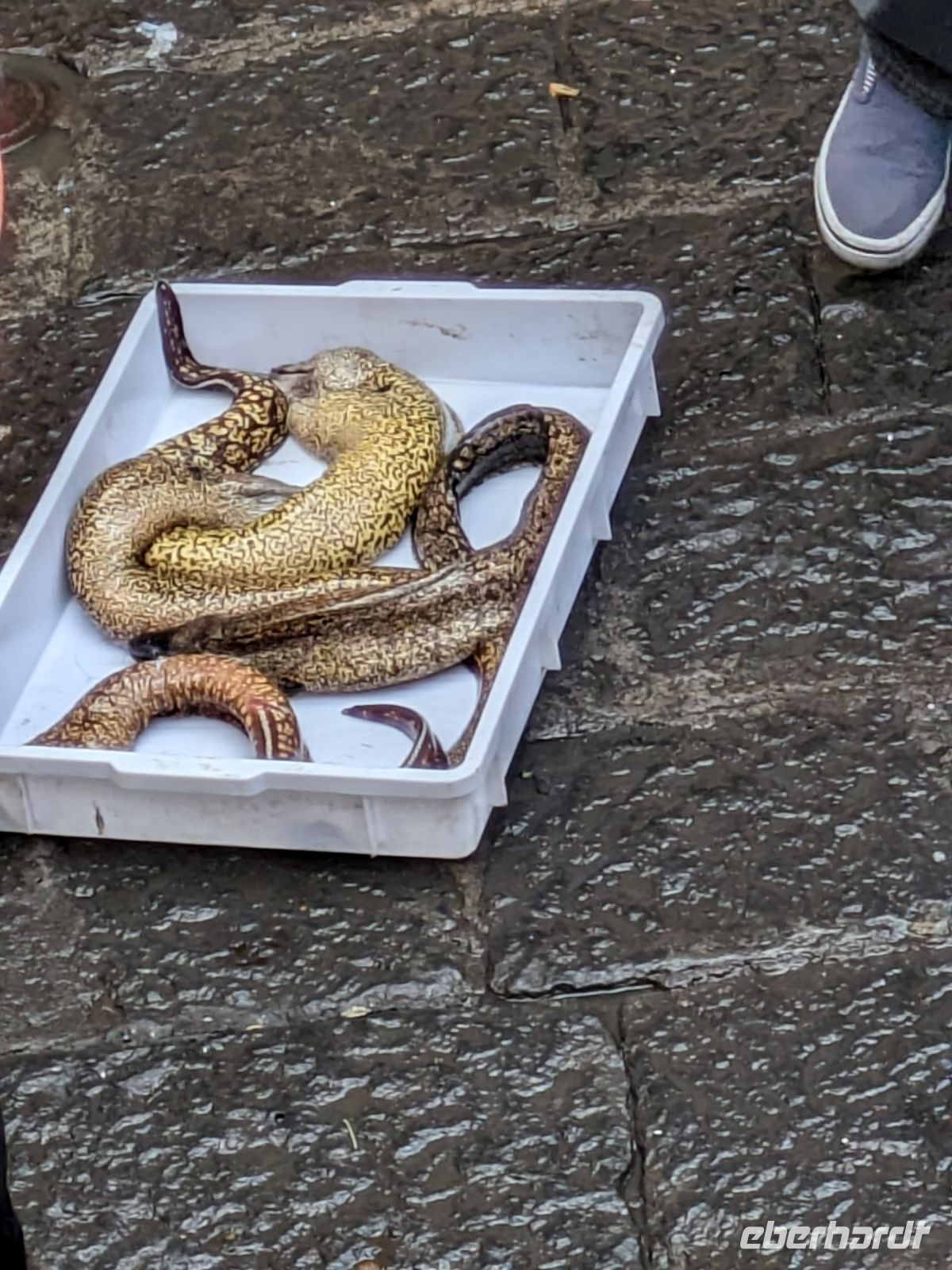 Moränen auf Fischmarkt