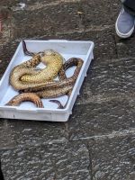 Moränen auf Fischmarkt