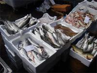 Fischmarkt Catania