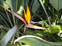 auch in Sizilien gibt es Strelizen