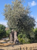 uralte Olivenbäume &ndash; &copy; Günter Thomas Menzel (Eberhardt TRAVEL)