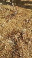 25.05.15: Schneckenansammlungen bei Selinunte
