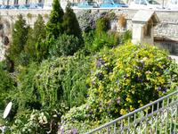 Taormina, Blütenstillleben