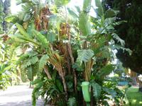 Taormina, Villa Communale, Schattenspender