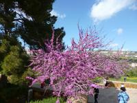 Agrigent_Tempeltal_Judasbaum