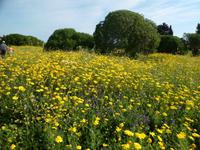 Frühling Im Tal der Tempel