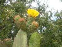 Eine Kaktusblüte (nicht Frau Bergmann!)