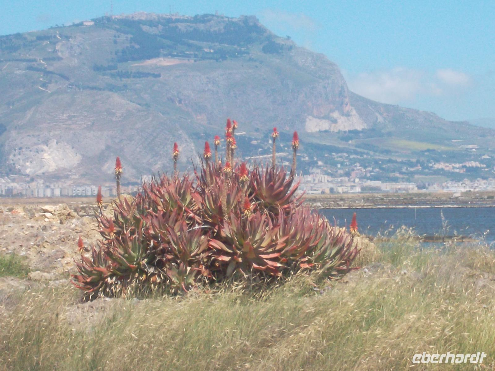 Schöne sizilianische Natur ... 