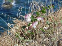 Aci Castello - Kapernblüte