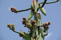 Agrigent - Concordia-Tempel