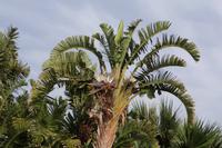 Unser Hotel Fiesta Athenee in Campofelice