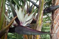 Unser Hotel Fiesta Athenee in Campofelice