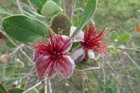 Unser Hotel Fiesta Athenee in Campofelice