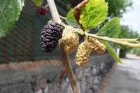 Vulcano - Maulbeerbaum