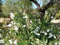 weißer Oleander, einfach schön