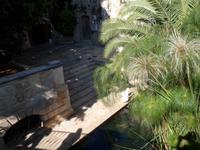 an der Arethusa Quelle,mit  Papyrusstauden