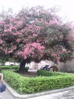 Blütenzauber - mitten in der Metropole