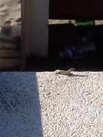 kleiner Einwohner von Vulcano