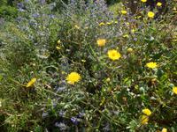 Sizilien 2014 124/ Frühling auf Sizilien