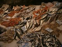 Catania Fischmarkt