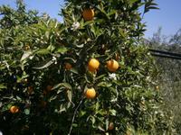 Citrus-Plantage 