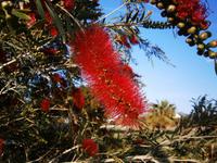 Zylinderputzer allistemon