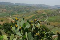 Sant_Angelo_Muxaro_Kaktusblüte