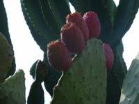 Spaziergang nach Taormina