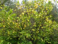 Sizilien, Zitronenbaum