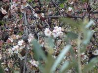 Sizilien, Agrigent, Tal der Tempel, blühender  Mandelbaum