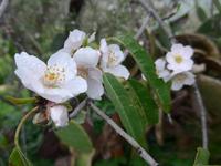 Sizilien, Agrigent, Tal der Tempel, blühender  Mandelbaum
