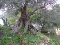 Sizilien, Agrigent, Tal der Tempel,  Olivenbaum