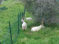 Sizilien, Agrigent, Tal der Tempel, Ziegen