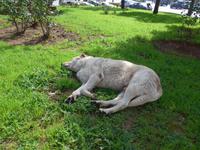 Sizilien, Palermo, zufriedener Hund