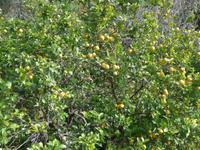 Sizilien, Savoca, Zitronenbaum