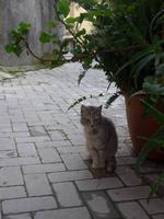 Sizilien, Forza d` Àlba