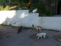 Sizilien, Letojanni, Hotelkatzen