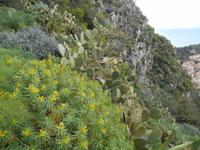 Vegetation in Taormina