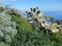 Vegetation in Castelmola