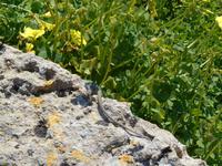 Tierwelt in der Archäologischen Zone in Syrakus