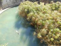 Syrakus (Altstadt Ortigia - Arethusa-Quelle)