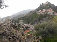 Rundgang in Savoca (Mandelblüte)