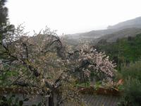 Rundgang in Savoca (Mandelblüte)