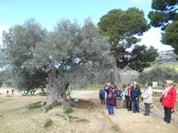 Tal der Tempel in Agrigent (ältester Olivenbaum Siziliens)