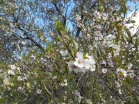 Tal der Tempel in Agrigent (Mandelblüte)