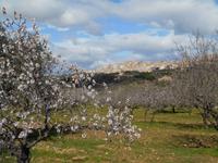 Tal der Tempel in Agrigent (Mandelblüte)